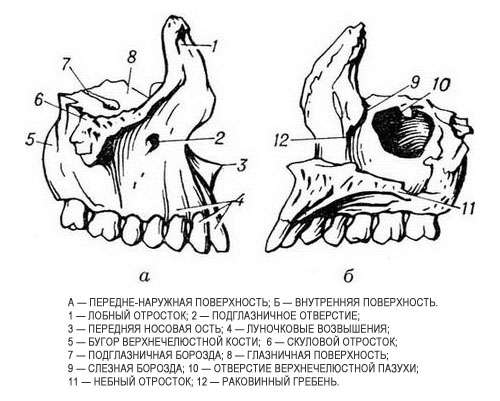 Анатомия верхней челюсти