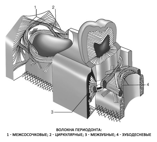 Строение периодонта