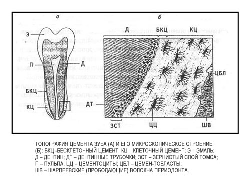 цемент зуба