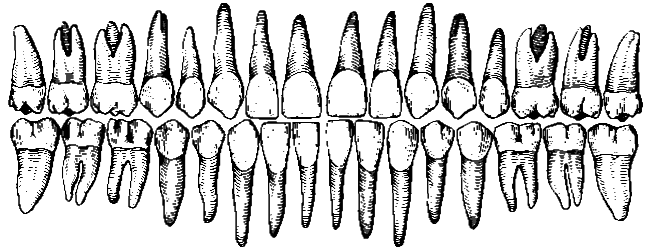 Типы зубов