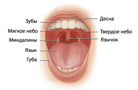 Анатомия полости рта