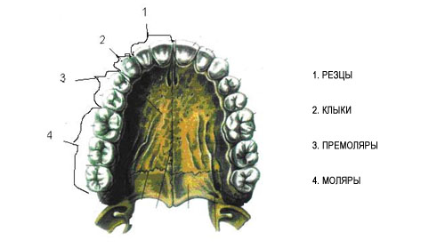 Клыки и моляры