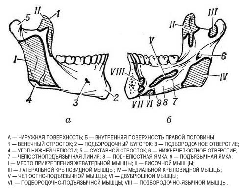 Анатомия нижней челюсти