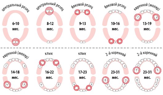 Порядок прорезывания зубов
