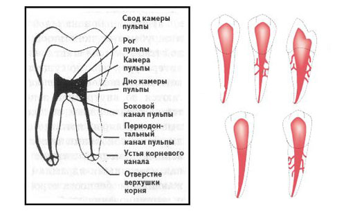 Пульпа зуба