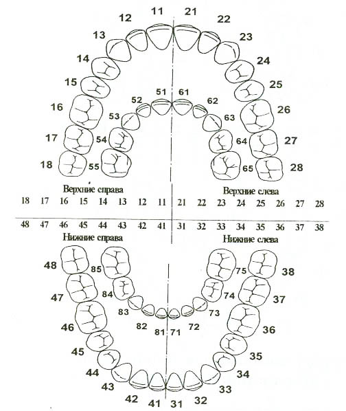 зубная формула